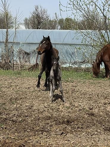Лошади, кони: Продаю | Кобыла (самка) | Для разведения — 5