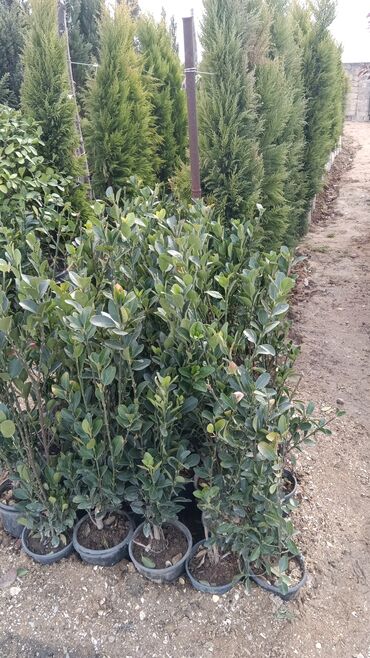Şitillər: Dekarativ agaclarin satisi — 6