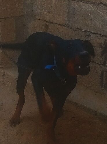 İtlər: Doberman, 9 ay, Erkek — 1