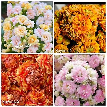 Другие комнатные растения: В продаже детки представленных растений детки каланхоэ по 150 с,детки — 3