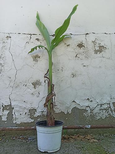 Ağaclar: Banan ağacı satışı - Növ: Tropik banan ağacı (Musa spp.) - İstilik — 7