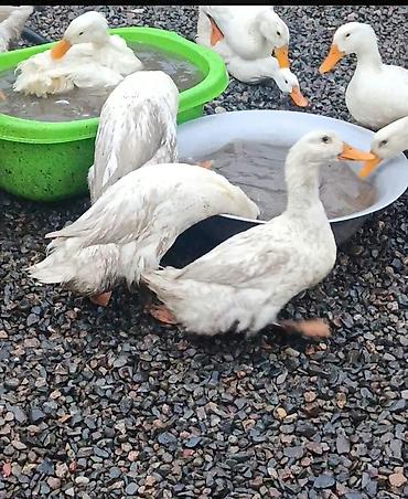 balaca cuce: 50 ədəd ördək hamısı bu ilki balalardi uje yumurtayirlar tək tək 15 — 3