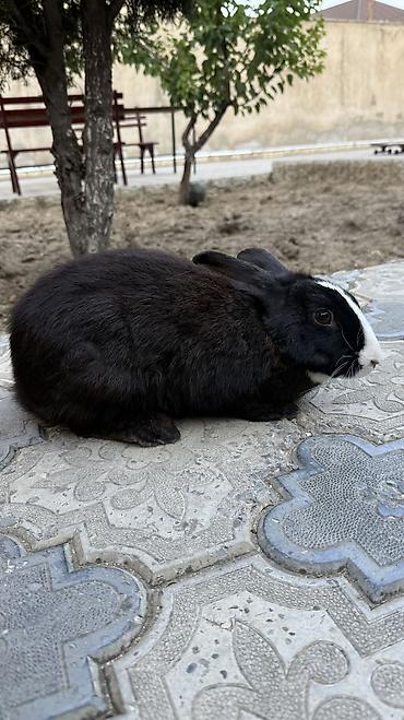 Saglam, qara heyet dovşani 🐰