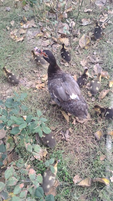 Ördəklər: Dişi, | Lal ördək, Macar, Damazlıq, Pulsuz çatdırılma — 8