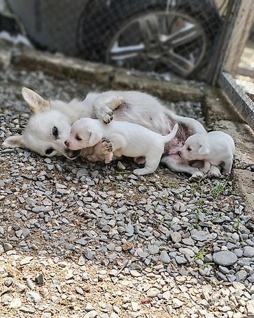 coban it: Zvonok, 2 ay, Dişi, Peyvəndli, Ünvandan götürmə — 7