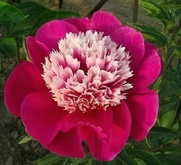 Пион: Клубни и саженцы цветов — пионы, травянистые, древовидные и гибридные — 5