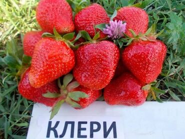 Фрукты и ягоды: Семена и саженцы Клубники, Бесплатная доставка