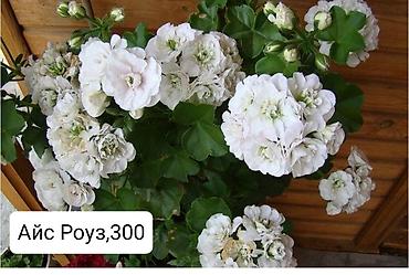 Герани и пеларгонии: Пеларгонии (герани) сортовые — детки в стаканчиках. Доступные сорта — 7