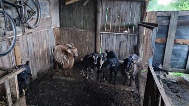 Животные: Продаю | Коза (самка), Козёл (самец), Козлёнок | Полукровка | На забой, Для разведения | Котные