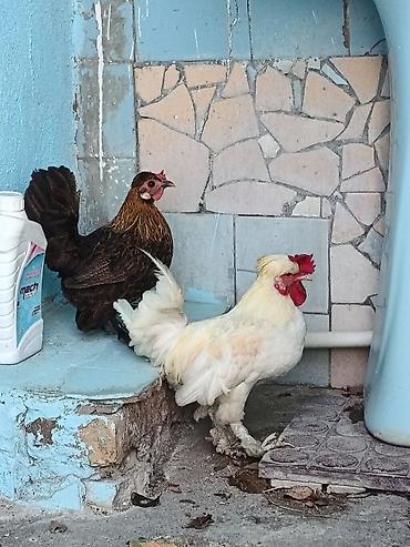 heyvanlar və balaları: Toyuq, Damazlıq — 3