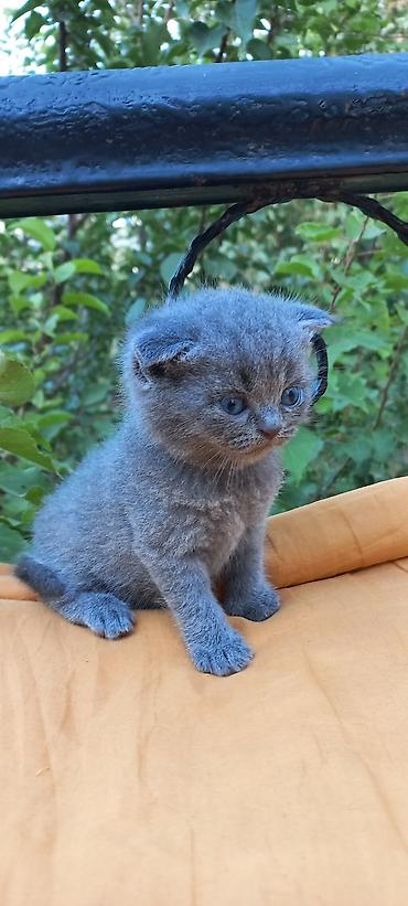 Pişiklər: Britan — 1