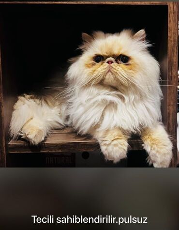 Самка, В добрые руки, Самовывоз