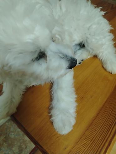 Na prodaju štenci Maltipo. Majka pudla, otac maltezer. Odnegovani u