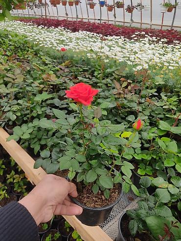 Digər bitkilər: Saksıda dekorativ çiçəkli bitkilər - Növ: Euphorbia milii (Tac-ı — 6