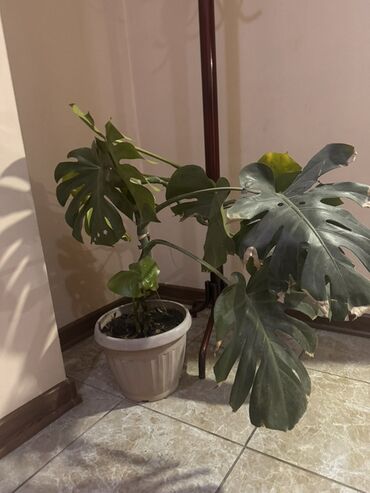 садовые украшения: Монстера делициоза (Monstera deliciosa) в напольном горшке. - Крупное