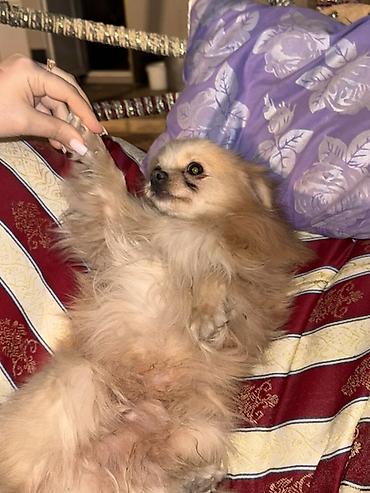 İtlər: Şpitz, 1 il, Erkek — 7