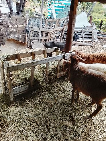 Продам с/х животных: Продаю | Ягненок, Баран (самец) | На забой, Для разведения | Осеменитель — 5