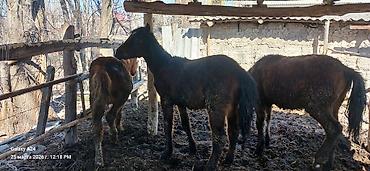 Лошади, кони: Продаю | Жеребенок | Полукровка | Рабочий — 12