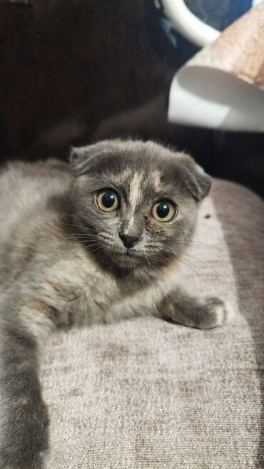 купить кошку вислоухий: Шотландский вислоухий котёнок (короткошёрстный) - Окрас: черепаховый lalafo.kg да купить кошку вислоухий: Шотландский вислоухий котёнок (короткошёрстный) - Окрас: черепаховый