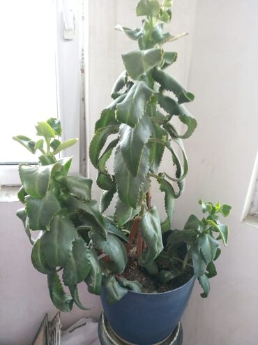 Otaq bitkiləri: Güllər . Kaktus, pul gülü, kolanxoe -da lalafo.az — 2 Otaq bitkiləri: Güllər . Kaktus, pul gülü, kolanxoe — 2