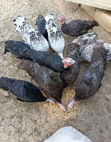hinduşka qiyməti: Super Sağlam gümrah aktiv cins 🦃 Hinduşka cücələri.Cucələr 2 ay 10 — 5