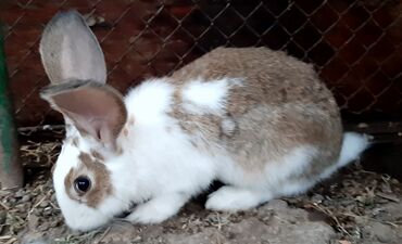 кролики декоротивные: Самец, 4 месяца 600 сом