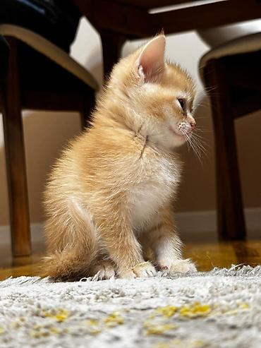 Pişiklər: Britan — 3