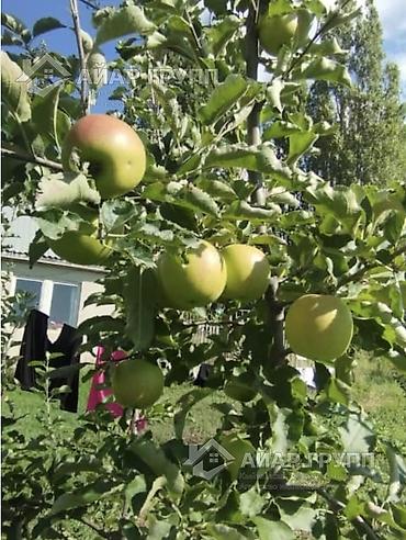150 соток, Айыл чарба үчүн, Кызыл китеп — 1