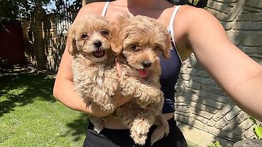 šišanje pasa pančevo: Maltipoo kucici,prelepi,odgajani u kuci.Ocisceni od — 5