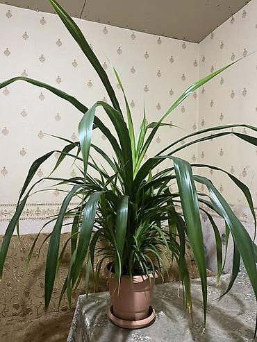 pelarqoniya bitkisi: Otaq bitkisi – Dracaena fragrans (kordilina tipli görünüşlü, uzun — 1