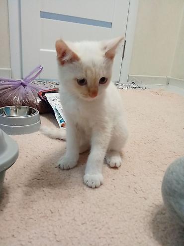 Кошки: Комплект для кошки/котёнка «Стартовый набор» Состав: - Домик-лежанка — 4