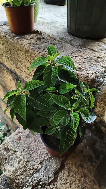 pelarqoniya bitkisi: Saksıda “Impatiens” (balzam/yenibahar) dekorativ çiçək bitkisi - Növ — 7