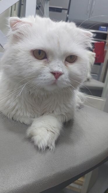 pişik satışı: Şotland yastı qulaq, Erkək, Yaxşı əllərə, Ödənişli çatdırılma lalafo.az -da pişik satışı: Şotland yastı qulaq, Erkək, Yaxşı əllərə, Ödənişli çatdırılma