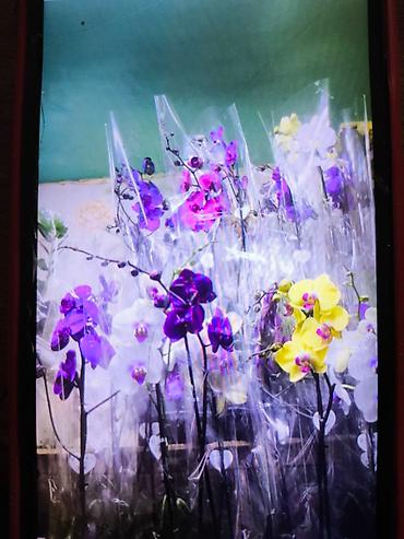 Другие товары для дома и сада: ОРХИДЕЯ ОРХИДЕЯ и ОРХИДЕЯ самое красивое и постоянно цветущий — 18