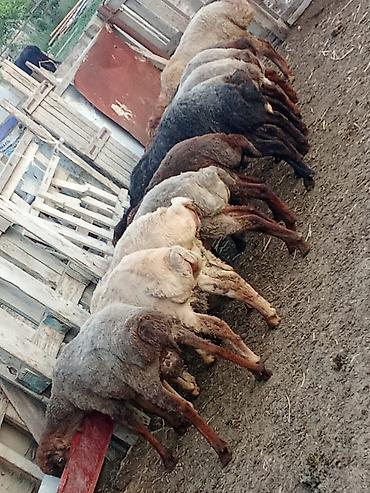 quzu qiyməti: Salam.qurbanliq quzular var her çəkidə isdeyen elaqe saxlaya bilər — 1