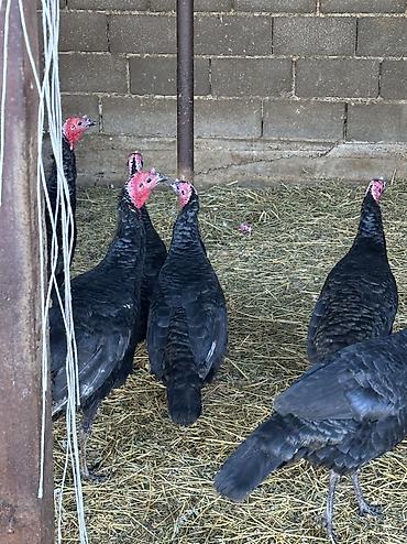 Индюки: Продаю | Индюшка (самка), Индюк (самец), Индюшата | Черный принц, Северокавказская | На забой, Для разведения | Племенные — 2