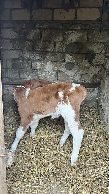 brama satisi: İki baş erkək simmental buzovlar satılır. Yalnız və yalnız real — 8