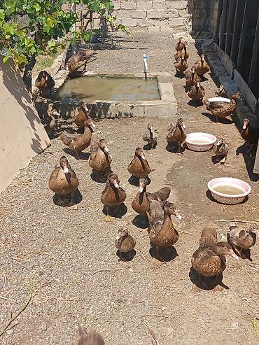 ördək adları: Muscovy ördəkləri (indoşka) – qarışıq yaş qrupları olan sürü - Rəng — 3