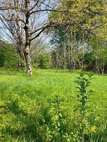 Torpaq sahələrinin satışı: 30 sot, Tikinti, Mülkiyyətçi, Kupça (Çıxarış) -da lalafo.az — 17 Torpaq sahələrinin satışı: 30 sot, Tikinti, Mülkiyyətçi, Kupça (Çıxarış) — 17