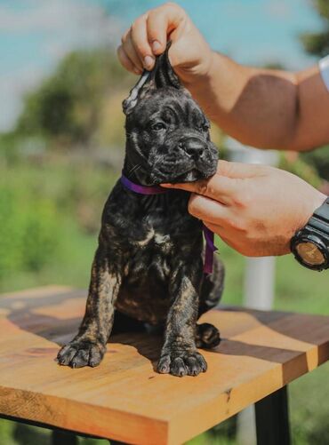 Psi: Postanite vlasnik jednog od naših vrhunskih Cane Corso štenaca — 18