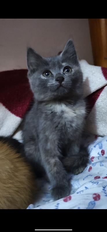Кошки: Котики ищут дом и любящих хозяев))) есть котята 1,5 месяца и 3 — 1
