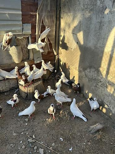 goyercin hini: Salam hamsi 4 cut quwdan toremedi tergzlr 32 dene heyvandi tek satlmr — 4