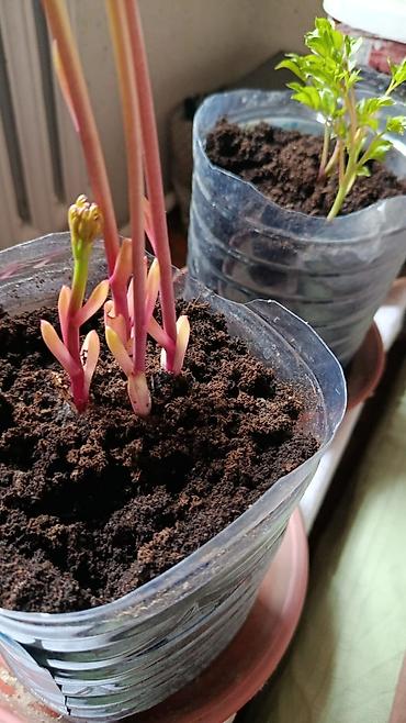 Другие садовые цветы и кустарники: Пион травянистые сорта. Пионы гибридные сорта. Пионы древовидные — 18