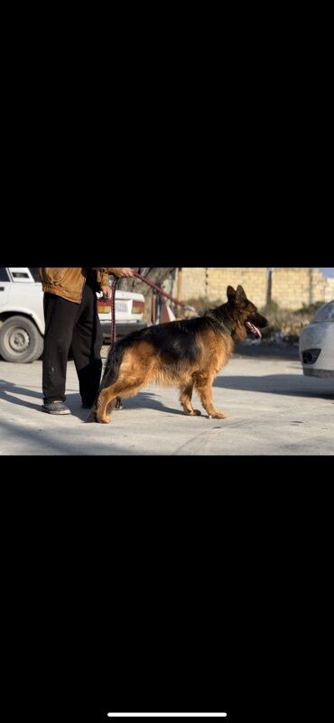 İtlər: Alman çoban iti, 2 il, Dişi, Peyvəndli — 2