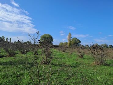 Torpaq sahələrinin satışı: Kənd təsərrüfatı — 3