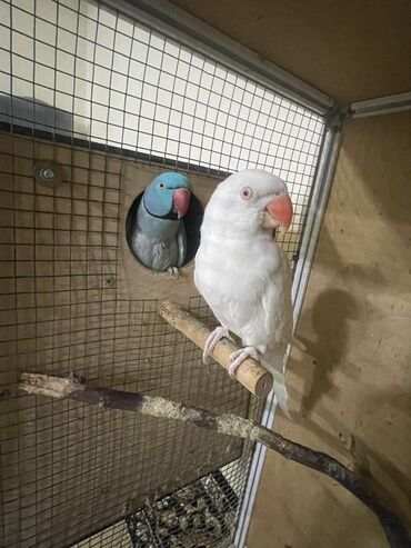 Digər quşlar: Məhsul: Halqa boyunlu parakitlər (Alexandrine/Indian Ringneck növü) — 7