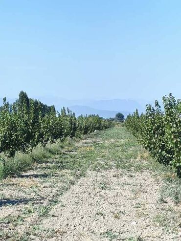 Torpaq sahələrinin satışı: 260 sot, Kənd təsərrüfatı, Kupça (Çıxarış)