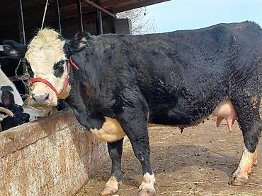 Коровы, быки: Продаю | Корова (самка) | Для молока | Привязанные — 3