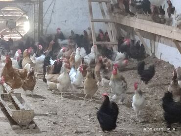 hinduşka ətinin qiyməti: Müxtəlif növ və rəngdə toyuqlar satılır. Sağlam və məhsuldar