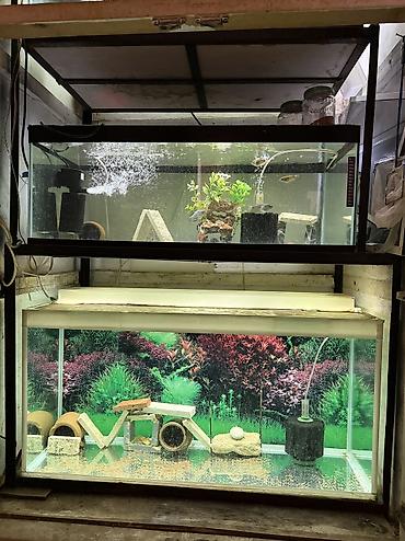 akvarium isiqlari: Dördbucaq akvarium, Boş, 190 l, Ünvandan götürmə — 2